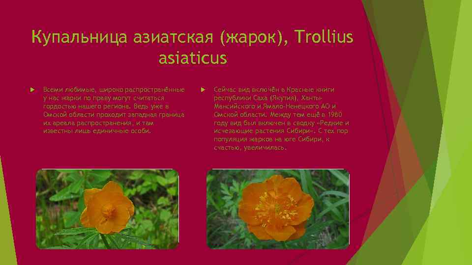 Купальница азиатская (жарок), Trollius asiaticus Всеми любимые, широко распространённые у нас жарки по праву