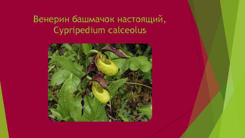 Венерин башмачок настоящий, Cypripedium calceolus 