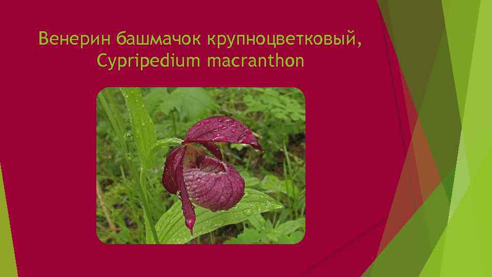 Венерин башмачок крупноцветковый, Cypripedium macranthon 