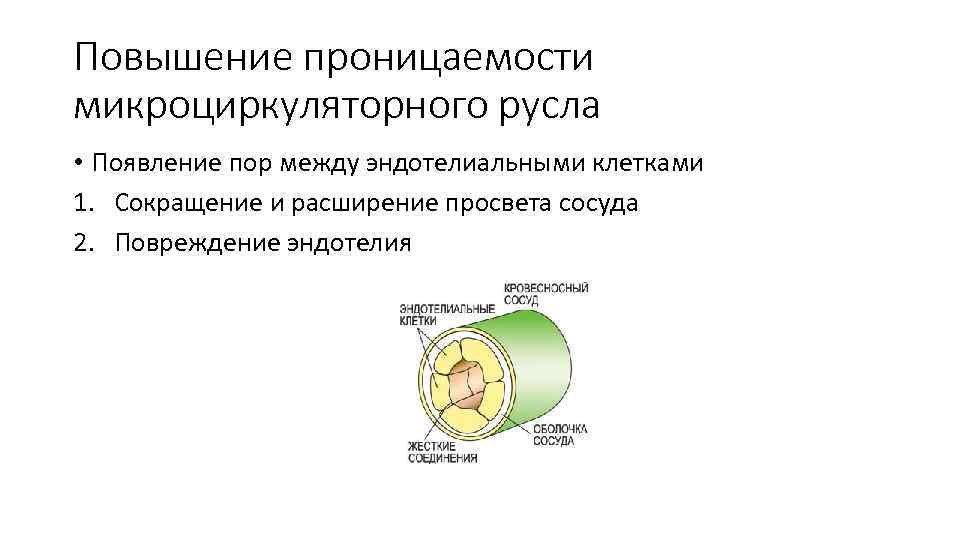 Повышение проницаемости микроциркуляторного русла • Появление пор между эндотелиальными клетками 1. Сокращение и расширение