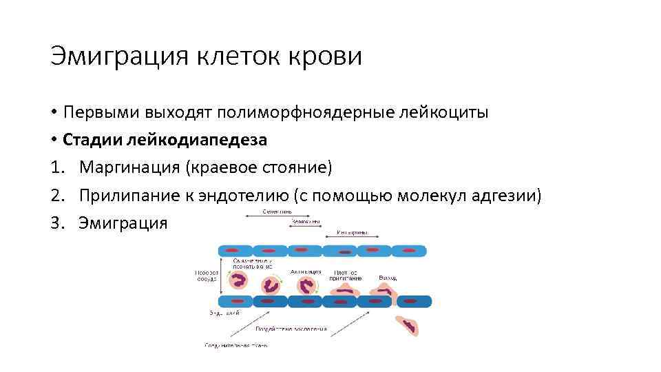 Эмиграция клеток крови • Первыми выходят полиморфноядерные лейкоциты • Стадии лейкодиапедеза 1. Маргинация (краевое