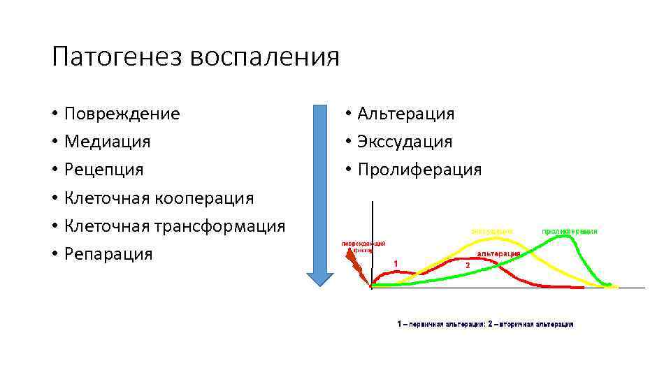 Какие процессы предшествуют экссудации см схему