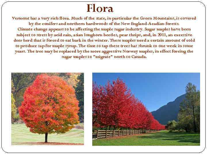 Flora Vermont has a very rich flora. Much of the state, in particular the