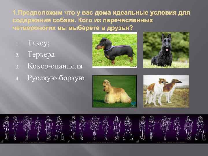 1. Предположим что у вас дома идеальные условия для содержания собаки. Кого из перечисленных