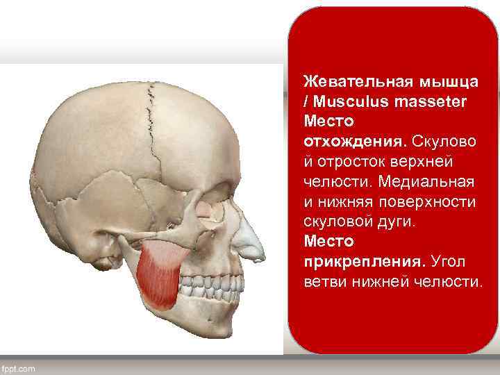 Жевательная мышца / Musculus masseter Место отхождения. Скулово й отросток верхней челюсти. Медиальная и