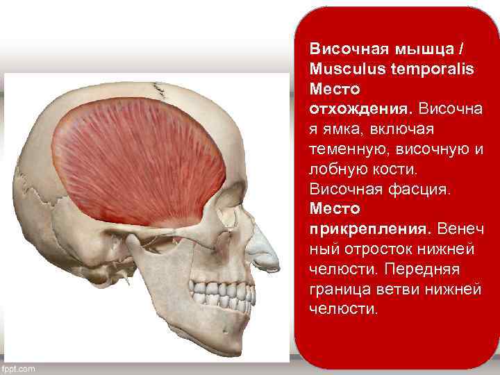 Височная мышца / Musculus temporalis Место отхождения. Височна я ямка, включая теменную, височную и