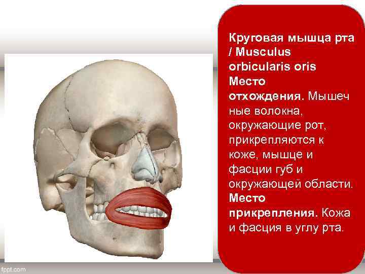 Круговая мышца рта / Musculus orbicularis oris Место отхождения. Мышеч ные волокна, окружающие рот,