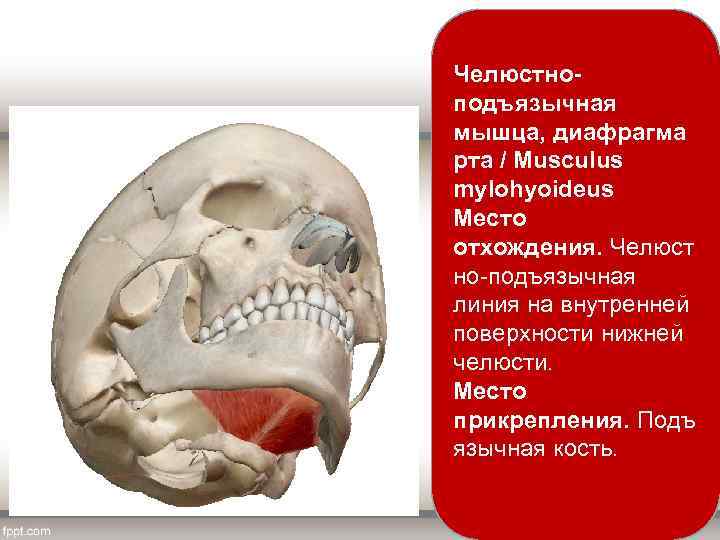 Челюстноподъязычная мышца, диафрагма рта / Musculus mylohyoideus Место отхождения. Челюст но подъязычная линия на