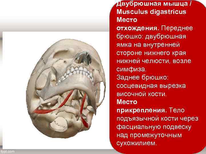 Двубрюшная мышца / Musculus digastricus Место отхождения. Переднее брюшко: двубрюшная ямка на внутренней стороне