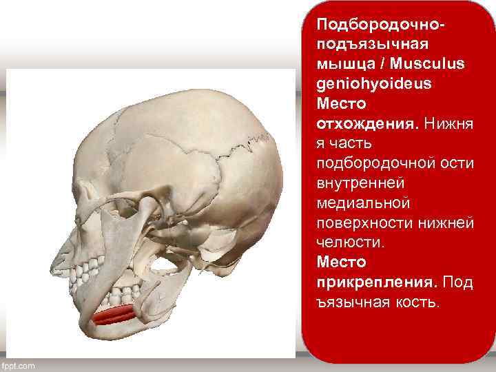 Подбородочноподъязычная мышца / Musculus geniohyoideus Место отхождения. Нижня я часть подбородочной ости внутренней медиальной