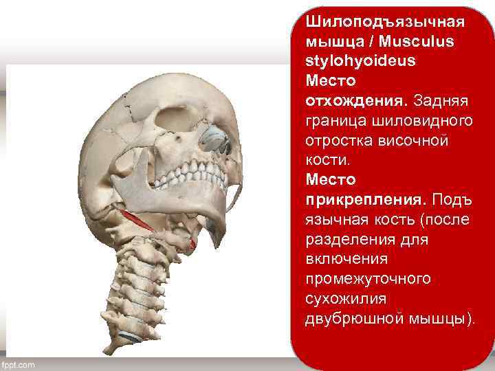 Шилоподъязычная мышца / Musculus stylohyoideus Место отхождения. Задняя граница шиловидного отростка височной кости. Место