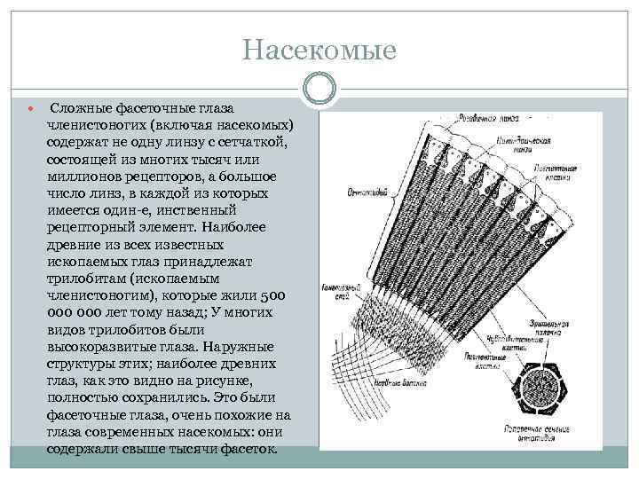 Насекомые Сложные фасеточные глаза членистоногих (включая насекомых) содержат не одну линзу с сетчаткой, состоящей