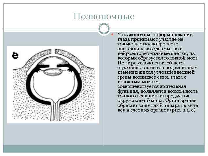 Позвоночные У позвоночных в формировании глаза принимают участие не только клетки покровного эпителия и