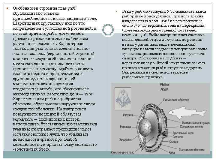  Особенности строения глаз рыб обусловливают степень приспособленности их для видения в воде. Шаровидный