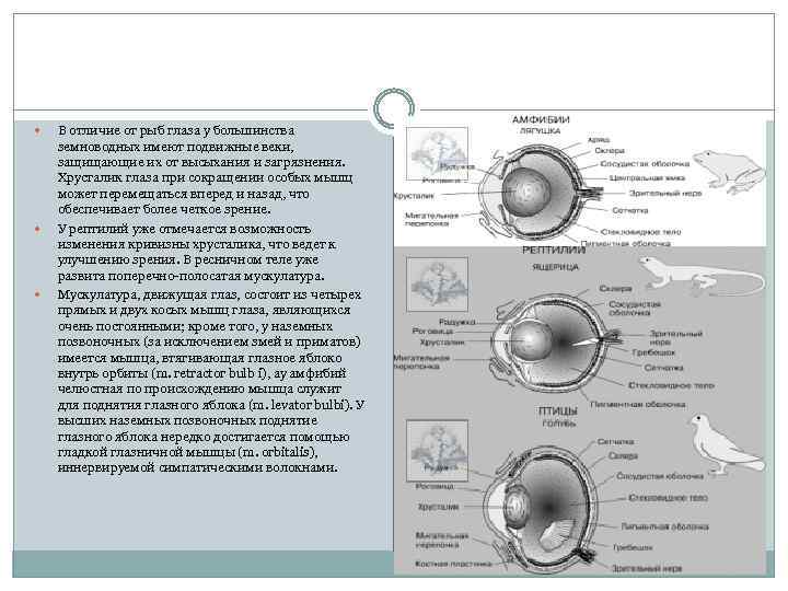  В отличие от рыб глаза у большинства земноводных имеют подвижные веки, защищающие их