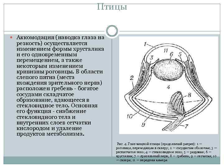 Птицы Аккомодация (наводка глаза на резкость) осуществляется изменением формы хрусталика и его одновременным перемещением,