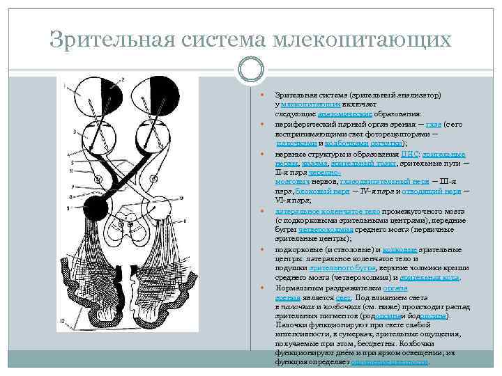 Зрительная система млекопитающих Зрительная система (зрительный анализатор) у млекопитающих включает следующие анатомические образования: периферический