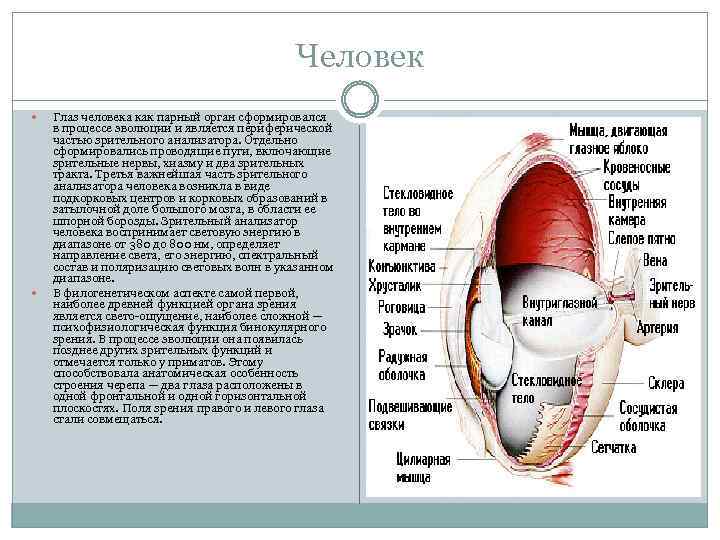 Человек Глаз человека как парный орган сформировался в процессе эволюции и является периферической частью