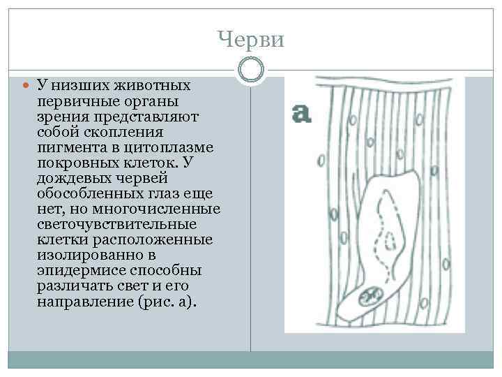 Черви У низших животных первичные органы зрения представляют собой скопления пигмента в цитоплазме покровных