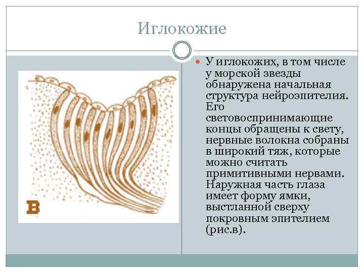 Иглокожие У иглокожих, в том числе у морской звезды обнаружена начальная структура нейроэпителия. Его