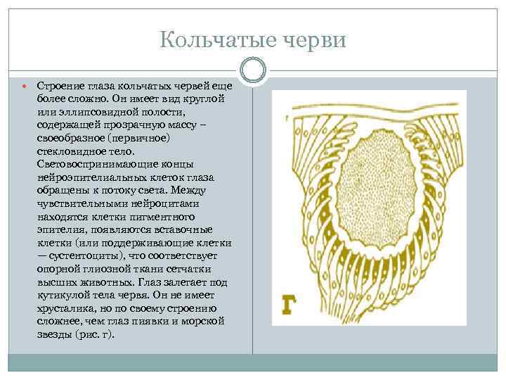 Кольчатые черви Строение глаза кольчатых червей еще более сложно. Он имеет вид круглой или