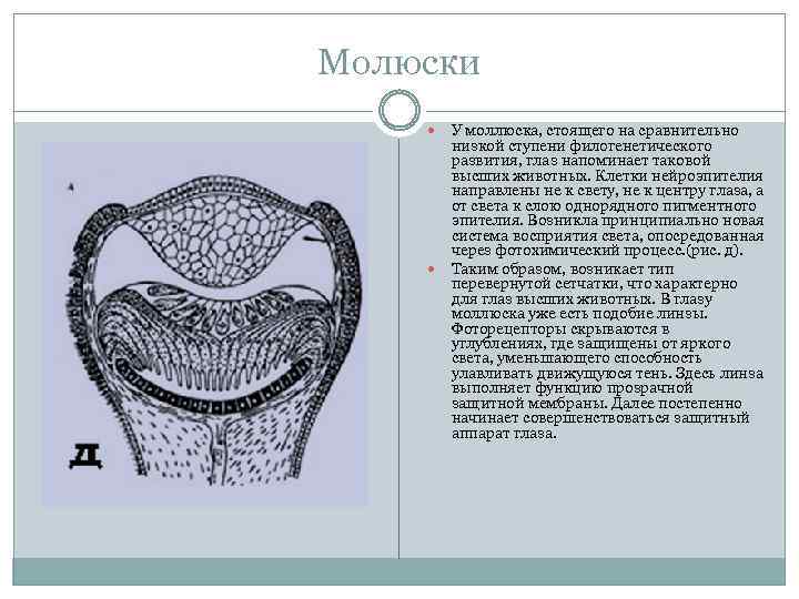 Молюски У моллюска, стоящего на сравнительно низкой ступени филогенетического развития, глаз напоминает таковой высших