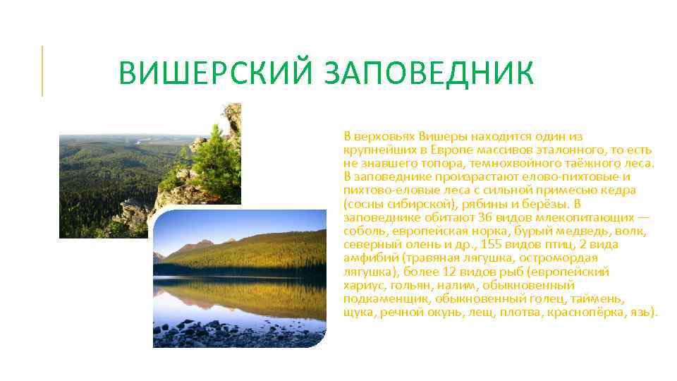 ВИШЕРСКИЙ ЗАПОВЕДНИК В верховьях Вишеры находится один из крупнейших в Европе массивов эталонного, то