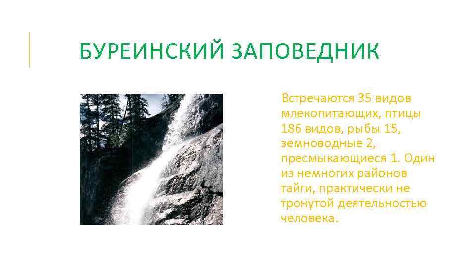 БУРЕИНСКИЙ ЗАПОВЕДНИК Встречаются 35 видов млекопитающих, птицы 186 видов, рыбы 15, земноводные 2, пресмыкающиеся