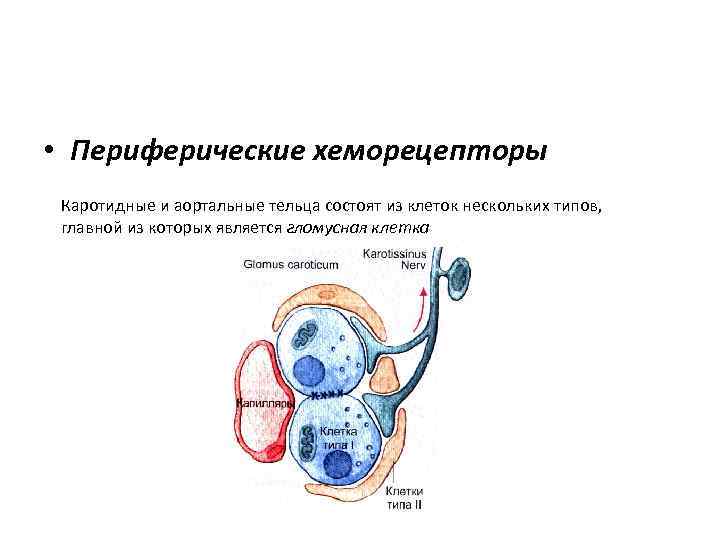  • Периферические хеморецепторы Каротидные и аортальные тельца состоят из клеток нескольких типов, главной