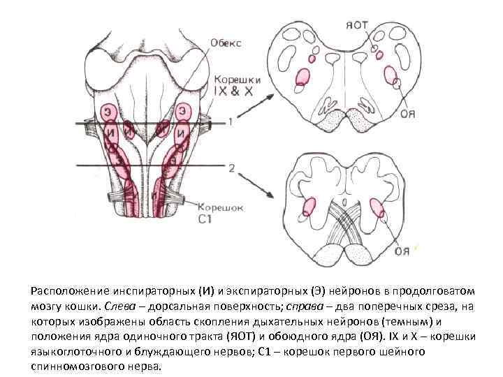 Расположение инспираторных (И) и экспираторных (Э) нейронов в продолговатом мозгу кошки. Слева – дорсальная