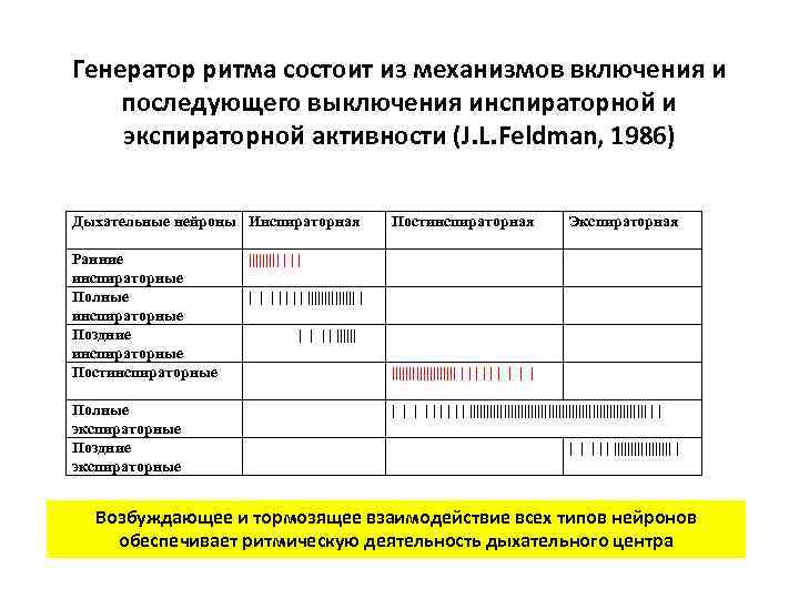 Генератор ритма состоит из механизмов включения и последующего выключения инспираторной и экспираторной активности (J.