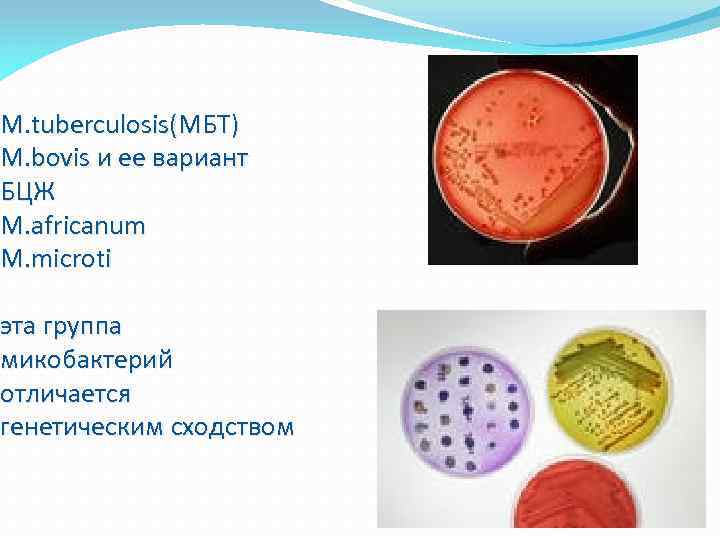 M. tuberculosis(МБТ) M. bovis и ее вариант БЦЖ M. africanum M. microti эта группа