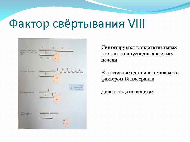 Фактор свёртывания VIII Синтезируется в эндотелиальных клетках и синусоидных клетках печени В плазме находится