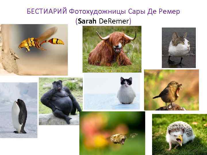 БЕСТИАРИЙ Фотохудожницы Сары Де Ремер (Sarah De. Remer) 