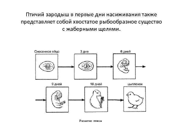 Птичий зародыш в первые дни насиживания также представляет собой хвостатое рыбообразное существо с жаберными