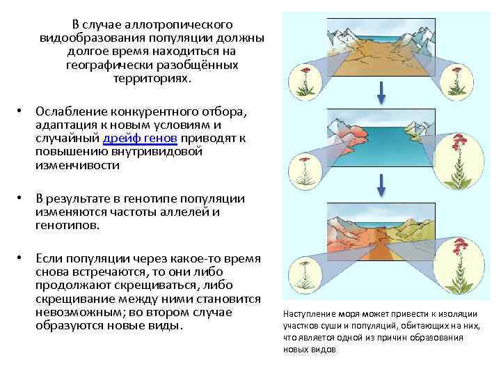 В случае аллотропического видообразования популяции должны долгое время находиться на географически разобщённых территориях. •