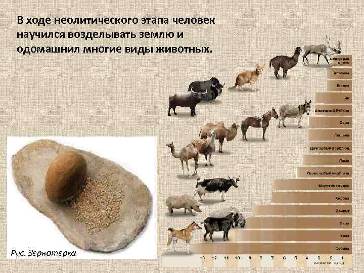 В ходе неолитического этапа человек научился возделывать землю и одомашнил многие виды животных. Рис.