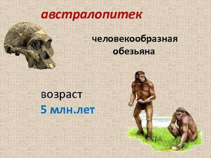 австралопитек человекообразная обезьяна возраст 5 млн. лет 