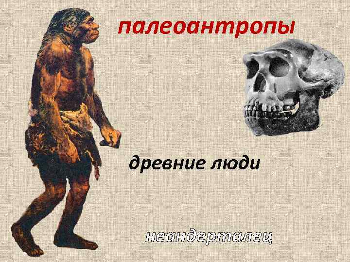 палеоантропы древние люди неандерталец 