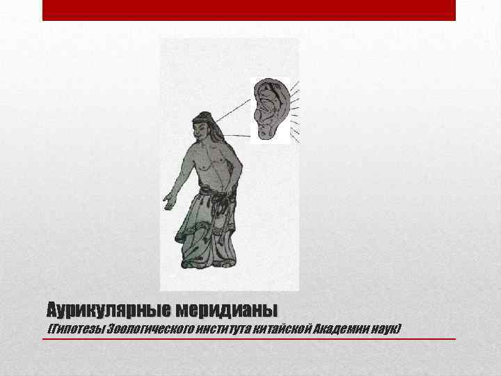 Аурикулярные меридианы (Гипотезы Зоологического института китайской Академии наук) 