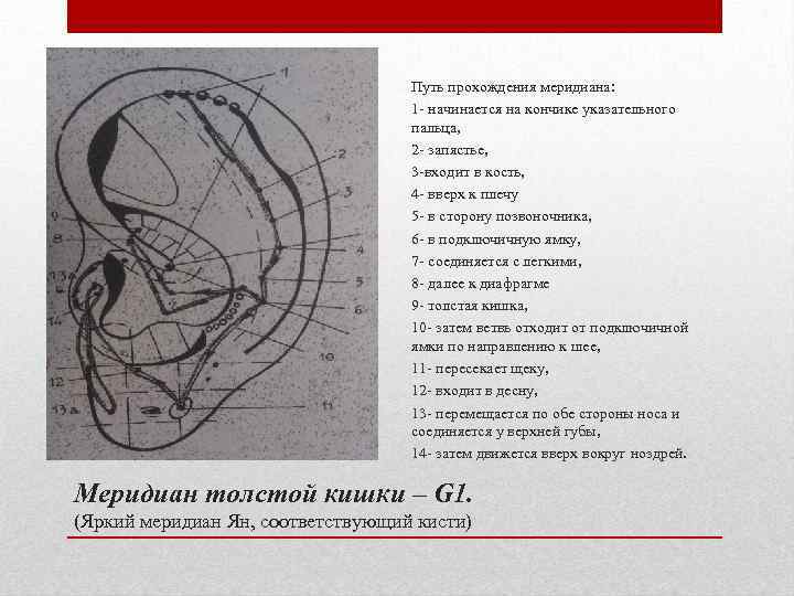 Путь прохождения меридиана: 1 - начинается на кончике указательного пальца, 2 - запястье, 3