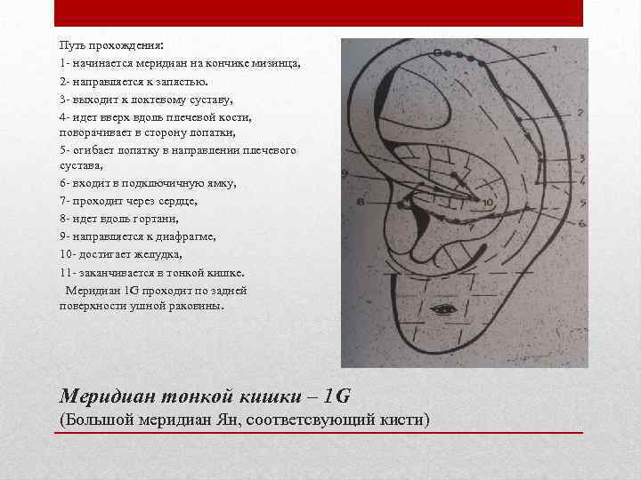 Путь прохождения: 1 - начинается меридиан на кончике мизинца, 2 - направляется к запястью.