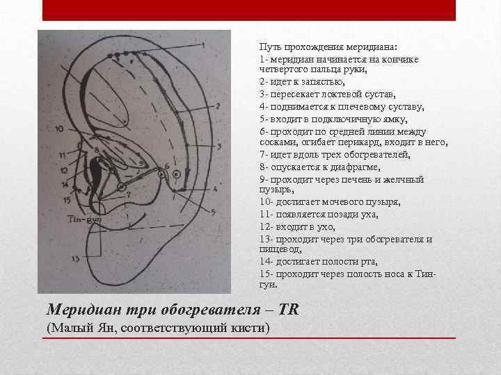 Путь прохождения меридиана: 1 - меридиан начинается на кончике четвертого пальца руки, 2 -