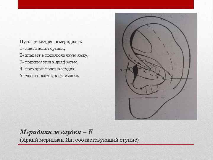Путь прохождения меридиана: 1 - идет вдоль гортани, 2 - впадает в подключичную ямку,