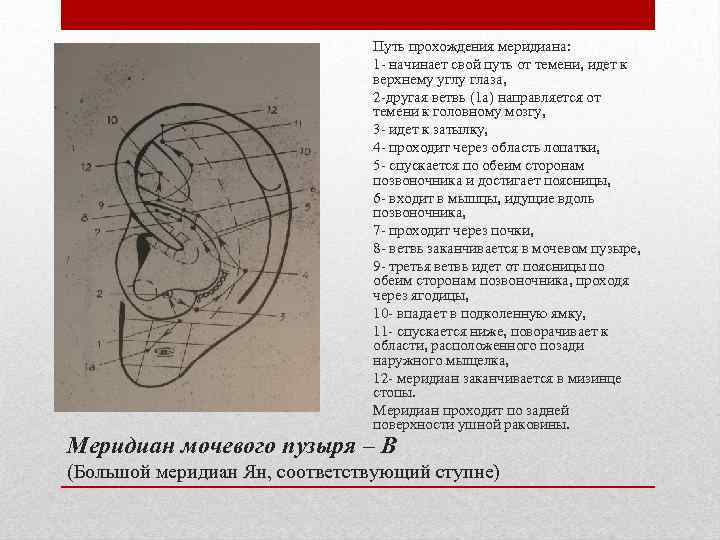 Путь прохождения меридиана: 1 - начинает свой путь от темени, идет к верхнему углу