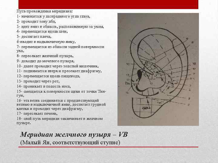 Путь прохождения меридиана: 1 - начинается у латерального угла глаза, 2 - проходит зону
