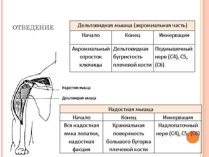 ОТВЕДЕНИЕ Дельтовидная мышца (акромиальная часть) Начало Конец Иннервация Акромиальный Дельтовидная Подмышечный отросток бугристость нерв