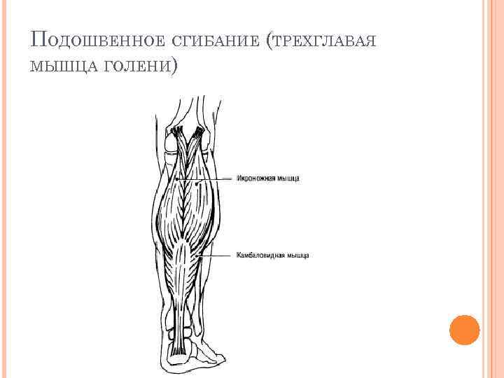 ПОДОШВЕННОЕ СГИБАНИЕ (ТРЕХГЛАВАЯ МЫШЦА ГОЛЕНИ) 