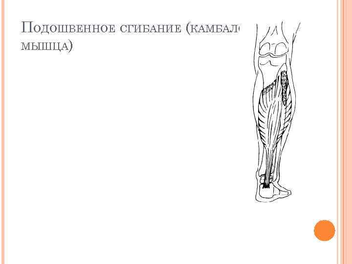 ПОДОШВЕННОЕ СГИБАНИЕ (КАМБАЛОВИДНАЯ МЫШЦА) 