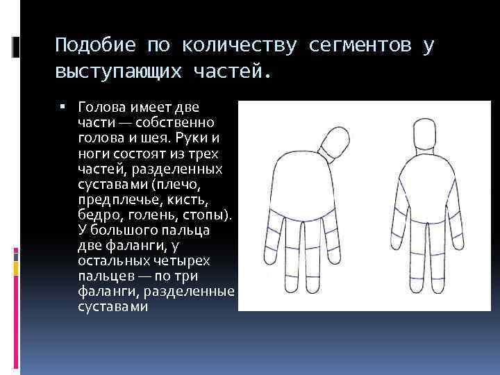 Подобие по количеству сегментов у выступающих частей. Голова имеет две части — собственно голова